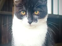 ❤️Sehr süßes Kätzchen zum verlieben❤️