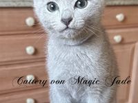 Russisch Blau , Kater, Kitten, reinrassig mit Stammbaum, Katzenbabys