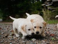 Labrador Mädchen Welpe weiß/creme/blond