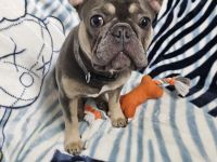 französische Bulldogge Mädchen