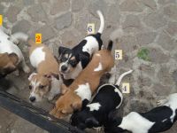 Jack Russell Terrier welpen mit CHIP/Eu-Pass ab sofort - nur 1 Hündinn