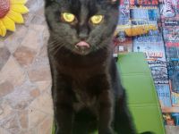 2 BKH Kater dringend abzugeben nur zusammen