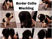 Verkaufe wunderschöne Border Collie Mischlings Welpen