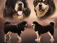 WURFANKÜNDIUNG DO KHYI