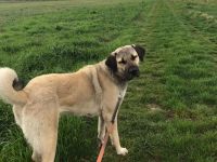 Kangal Hirtenhündin Wachhund