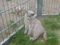 Britisch Kurzhaar Deckkater mit STB