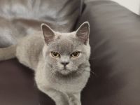 BKH katze 6 Monate alt