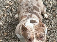 Zu verkaufen Pocket Bully Weibchen