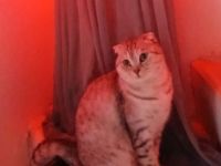 Schottin sucht zuhause