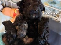 Bolonkazwetnawelpen suchen Kuschelplatz