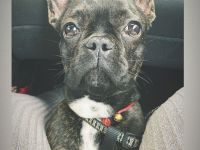 Coco sucht liebevolles Zuhause