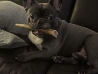Französische Bulldogge