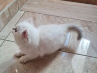 Süße bkh und blh Kätzchen suchen ihr liebevolles Zuhause