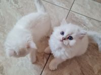 Süße bkh und blh Kätzchen suchen ihr liebevolles Zuhause