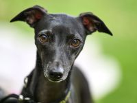 Italienische Windspielwelpen aus liebevoller Hausaufzucht mit VDH/FCI-Papieren