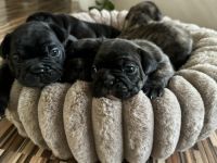 Reinrassige französische Bulldoggen Welpe