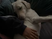 Bella - Hündin 4 Jahre alt