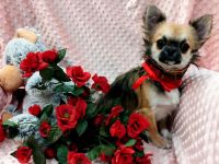 Zwei bezaubernde Brüder suchen ein liebevolles Zuhause! 🐶❤️