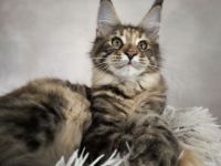 Maine Coon katzen
