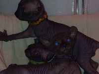 Wunderschöne Sphynx- und Elf Kitten suchen ab der 12. Woche ihr liebevolles Zuhause