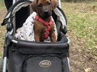Rhodesian Ridgeback Welpen suchen ein liebevolles Zuhause!