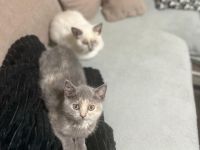 Junge Katzen suchen ein neues zu Hause