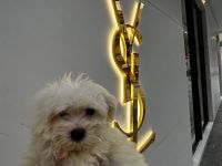 Maltipoo, Welpe sucht neues zu Hause