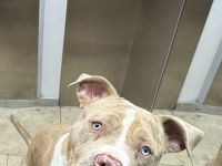 American Bully Rüde zu verkaufen