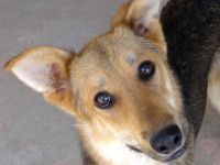 Wolverine, männlicher Husky-Schäferhund-Mix