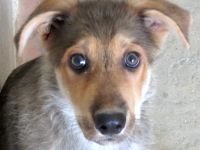 Wolverine, männlicher Husky-Schäferhund-Mix