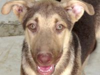 Xorn, männlicher Husky-Schäferhund-Mix