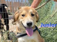 Junior. 11/23- Rohdiamant sucht Zuhause zum Aufblühen