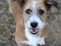 Lizu braucht erfahrene Menschen, die ihr ein Fürimmerzuhause geben