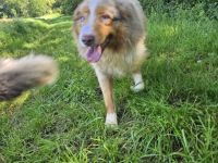 Deckrüde Australien shepherd Red merle