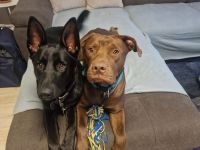 Mischlingshündin abzugeben