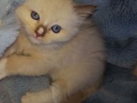 Ragdoll Kitten mit Stammbaum