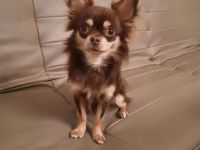 Chihuahua Rüde 11 Monate alt sucht ein neues Zuhause
