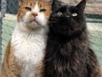 Limon, FelV positiv und Welt, FelV und FIV positiv