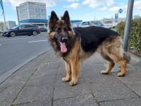 Deckrüde reinrassiger Schäferhund