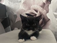 Katzenkitten bkh Mischung