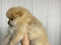 Zwergspitz Freundlichkeit