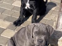 Reinrassige Cane Corso Welpen