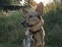 Bailey sucht seine Für-Immer-Familie