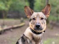 Bailey sucht seine Für-Immer-Familie