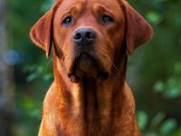 Labrador Deckrüde FCI in Foxred/ Gelb