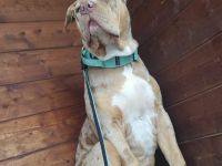 American Bully XL Deckrüde