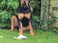 8 Monate alte traumhafte Rottweiler Hündin