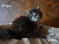 Onyx - traumhaftes Girl auf Jobsuche