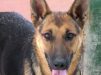 Mystique, weiblicher Schäferhund