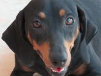 Clementine, weiblicher Hound-Mix